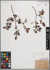 Foto von Salix cinerea L. x Salix nigricans Sm.